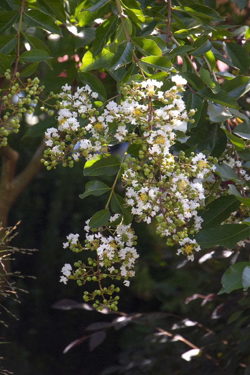 15g Natchez Crape Myrtle